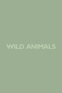 Wild Animals (1980)